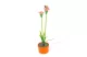 GARDEN OF EDEN 11735B Szolár színes virág - 8 x 8 x 32 cm - 10 melegfehér LED - piros - 2 GARDEN OF EDEN 11735B Szolár színes virág - 8 x 8 x 32 cm - 10 melegfehér LED - piros - 2