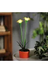 GARDEN OF EDEN 11735C Szolár színes virág - 8 x 8 x 32 cm - 10 melegfehér LED - sárga GARDEN OF EDEN 11735C Szolár színes virág - 8 x 8 x 32 cm - 10 melegfehér LED - sárga