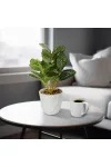 GLOBIZ 11890A Műnövény dekoráció - fittonia - 20 x 9 cm GLOBIZ 11890A Műnövény dekoráció - fittonia - 20 x 9 cm