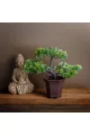 GLOBIZ 11895 Műnövény dekoráció - bonsai fa - 25 x 9 cm GLOBIZ 11895 Műnövény dekoráció - bonsai fa - 25 x 9 cm