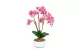 GLOBIZ 11919 Műnövény dekoráció - orchidea - 5 féle - 56 cm