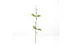 GLOBIZ 57935C Barkaág - szálas - 58 cm