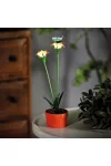 GARDEN OF EDEN 11735B Szolár színes virág - 8 x 8 x 32 cm - 10 melegfehér LED - piros GARDEN OF EDEN 11735B Szolár színes virág - 8 x 8 x 32 cm - 10 melegfehér LED - piros
