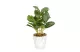 GLOBIZ 11890A Műnövény dekoráció - fittonia - 20 x 9 cm