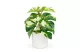 GLOBIZ 11892B Műnövény dekoráció - filodendron - zöld/sárga - 20 x 8 cm