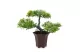 GLOBIZ 11895 Műnövény dekoráció - bonsai fa - 25 x 9 cm